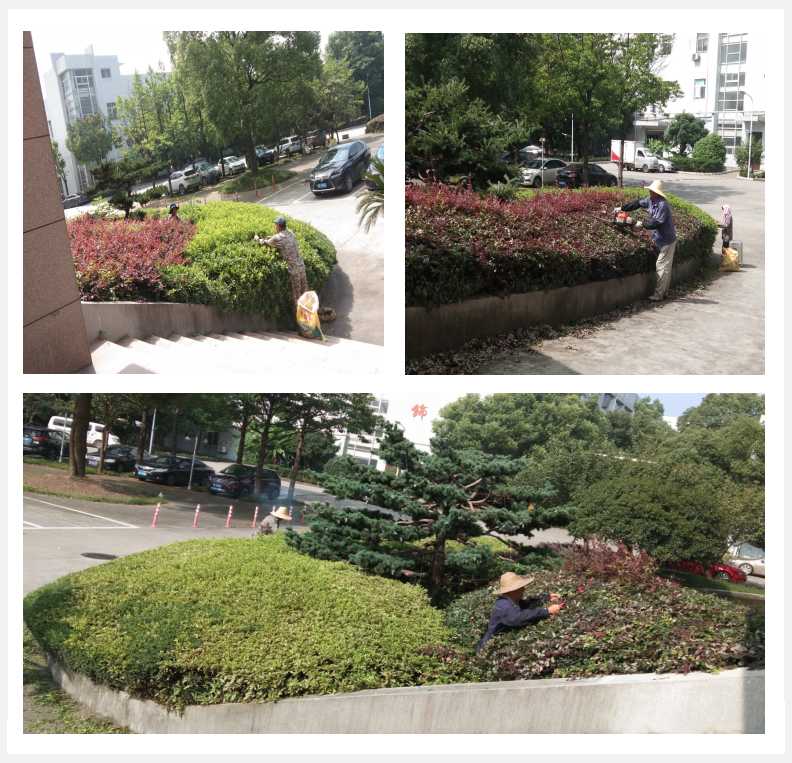 美化绿化，我们在行动      